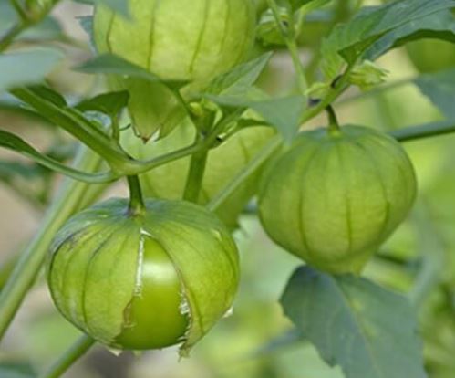 Semillas Tomate Antiguo - Tomatillo Verde Miltomate