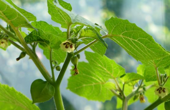 Semillas Tomate Antiguo - Tomatillo Verde Miltomate
