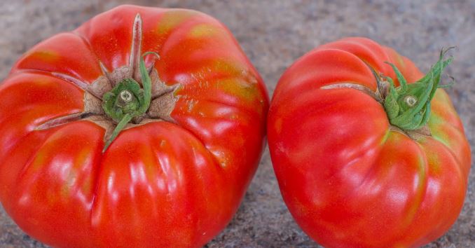 Old Tomato Seeds - Tres Cantos