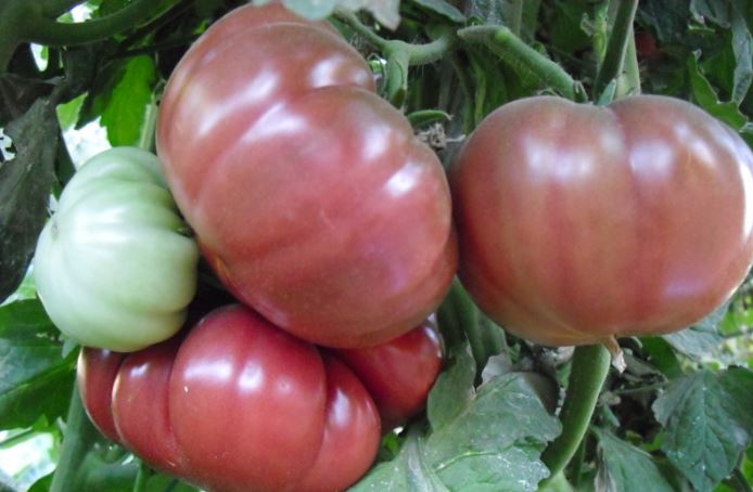 Old Tomato Seeds - Tres Cantos