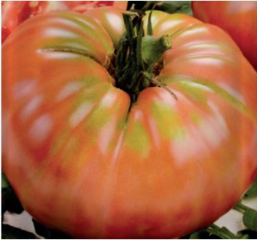 Old Tomato Seeds - Tres Cantos